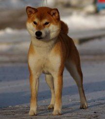 picture of dog