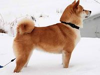 picture of dog
