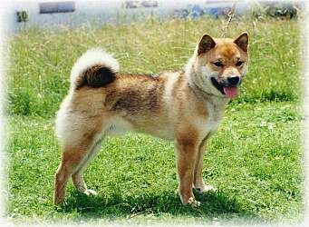 picture of dog