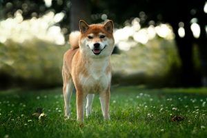 picture of dog