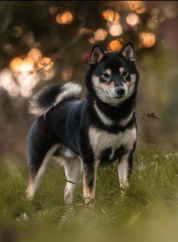 picture of dog