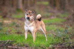 picture of dog