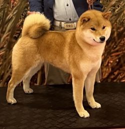 picture of dog