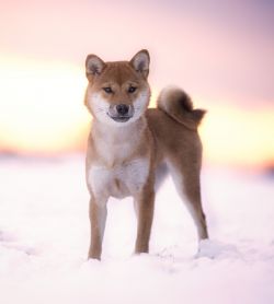 picture of dog