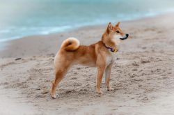 picture of dog