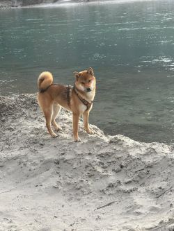 picture of dog