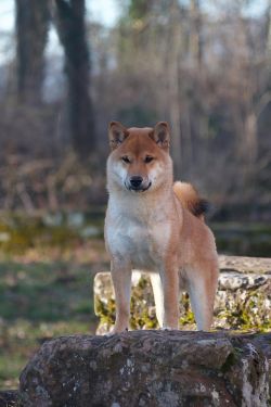 picture of dog