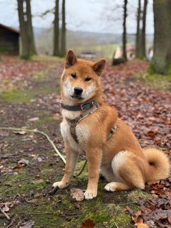 picture of dog