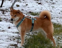 picture of dog