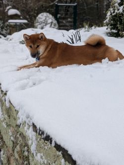 picture of dog