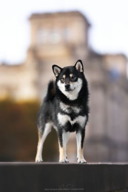 picture of dog