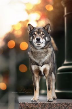 picture of dog