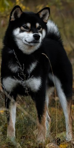 picture of dog