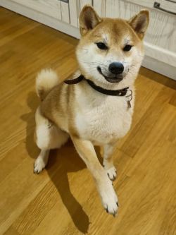 picture of dog