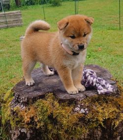 picture of dog