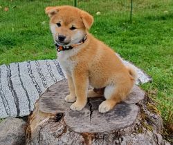 picture of dog