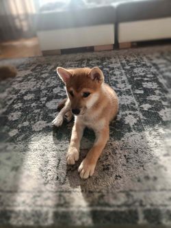 picture of dog