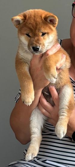 picture of dog