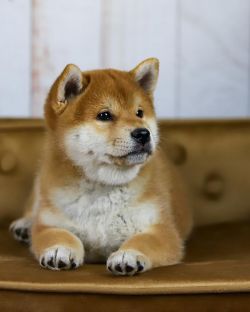 picture of dog