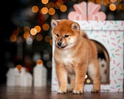 picture of dog
