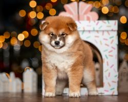 picture of dog