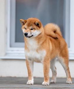 picture of dog