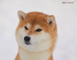picture of dog