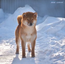 picture of dog