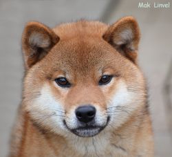picture of dog