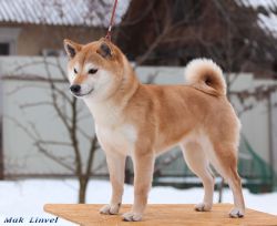 picture of dog