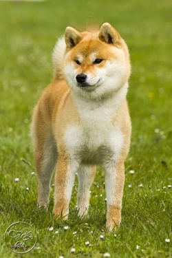 picture of dog