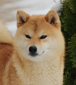picture of dog