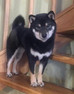 picture of dog