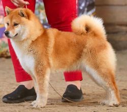 picture of dog