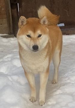 picture of dog