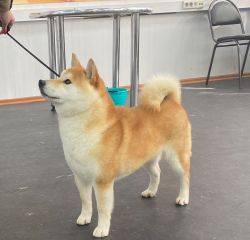 picture of dog