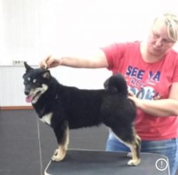 picture of dog