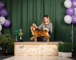 picture of dog