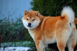 picture of dog