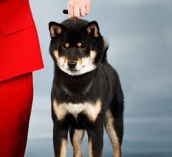 picture of dog