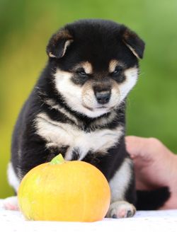 picture of dog