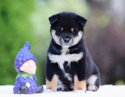 picture of dog