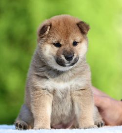 picture of dog