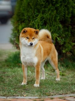 picture of dog