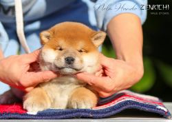 picture of dog