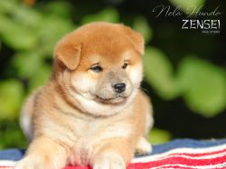 picture of dog