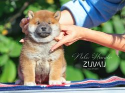 picture of dog