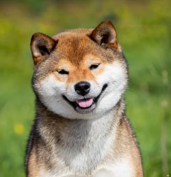 picture of dog