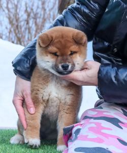 picture of dog