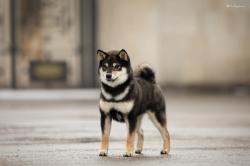 picture of dog